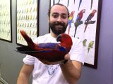 Mi̇kroçi̇pli̇ Kirmizi Eclectus Papağanimiz Full Evci̇l
