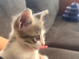 Ücretsiz Kedi Sahiplendirme