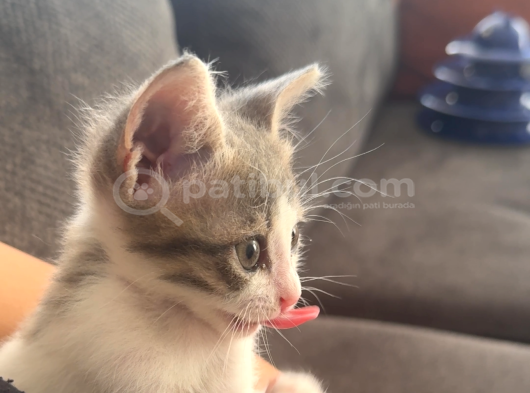 Ücretsiz Kedi Sahiplendirme görsel