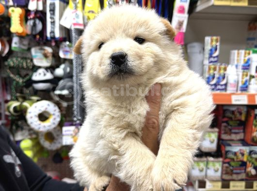Erkek Dişi Chow Chow Bebekler görsel