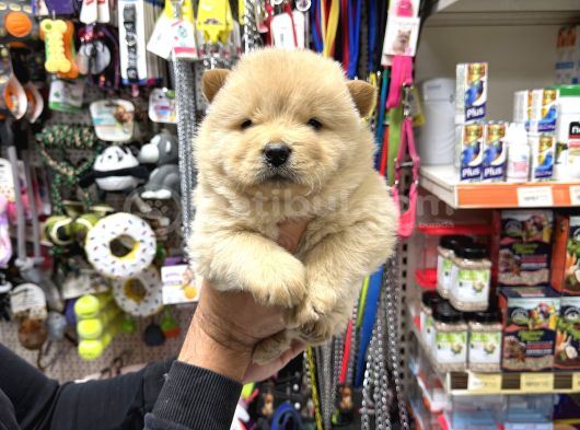 Erkek Dişi Chow Chow Bebekler görsel