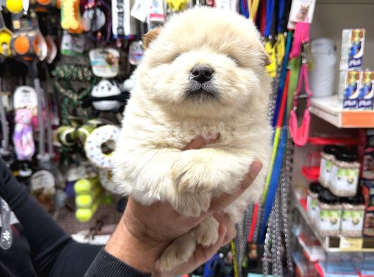 Erkek Dişi Chow Chow Bebekler görsel