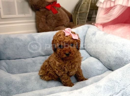 KÜÇÜK TOY POODLE BEBEK