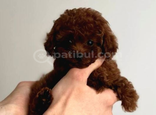 IRK GÜZELİ TOY POODLE BEBEK