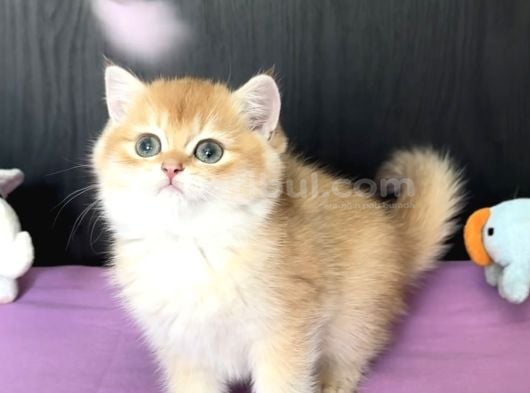 Safkan British Golden Tombik Tatlış Bir Prenses görsel