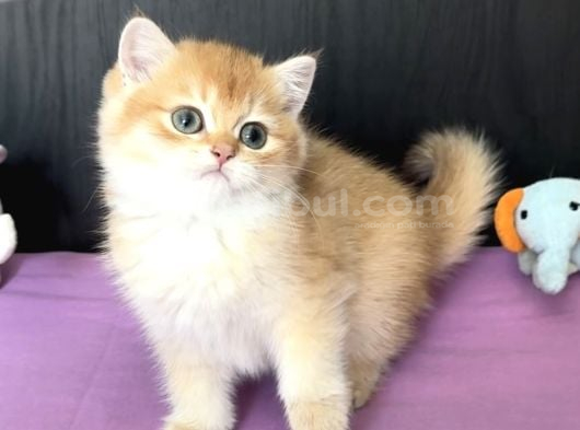 Safkan British Golden Tombik Tatlış Bir Prenses görsel