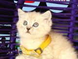 British shorthair lynx point yavrular