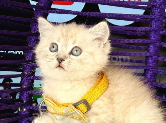 British Shorthair Lynx Point Yavrular