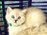 British Shorthair Lynx Point Yavrular