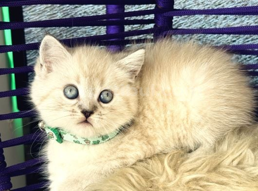 British Shorthair Lynx Point Yavrular görsel