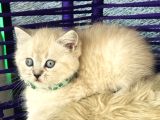 British Shorthair Lynx Point Yavrular