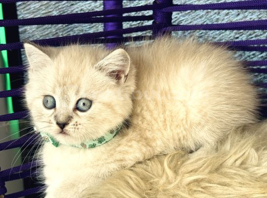 British Shorthair Lynx Point Yavrular görsel