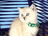 British Shorthair Lynx Point Yavrular