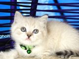 British Shorthair Lynx Point Yavrular