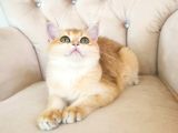 Safkan British Shorthair Golden Ny12 Dişi Yavru
