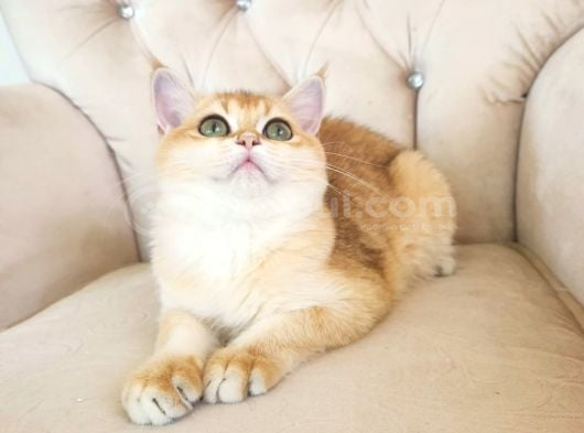 Safkan British Shorthair Golden Ny12 Dişi Yavru görsel