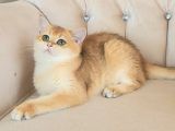 Safkan British Shorthair Golden NY12 Dişi Yavru