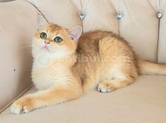 Safkan British Shorthair Golden Ny12 Dişi Yavru