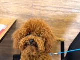 7 Aylık Toy Poodle