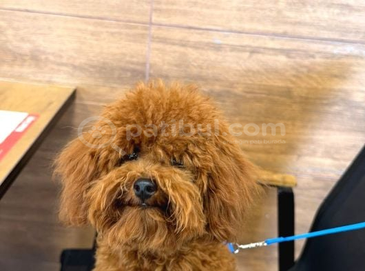 7 Aylık Toy Poodle