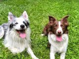 Secereli Erkek Border Collie Bebekler