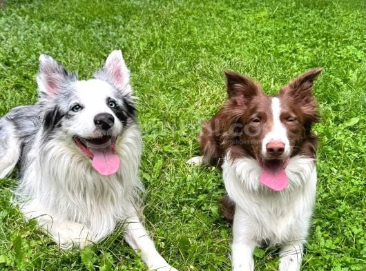 Secereli Erkek Border Collie Bebekler görsel
