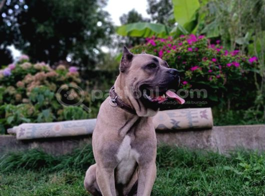Cano Corso 10 Aylık görsel