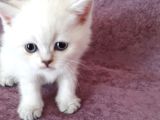 Vecihiden Kırık Kulak Eğitimli Scottishfold Bebekler