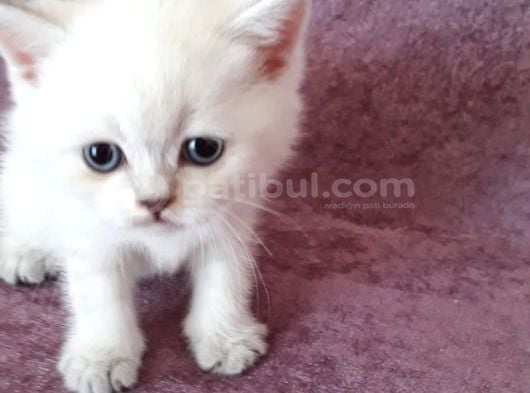 Vecihiden Kırık Kulak Eğitimli Scottishfold Bebekler görsel