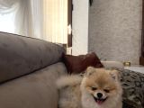 Pomerian Boo