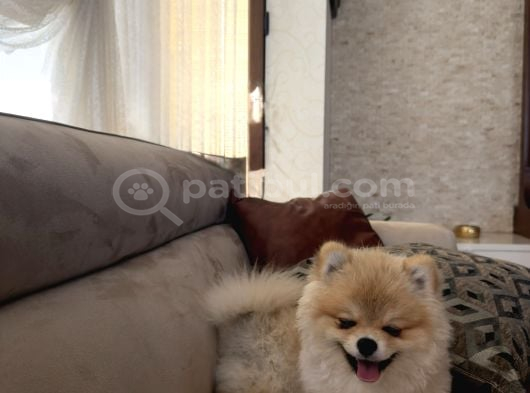 Pomerian Boo görsel