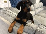 Herkesi̇n Hayali̇ Doberman Hayalleri̇ni̇zi̇ Ertelemeyi̇n
