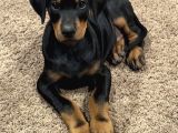 HERKESİN HAYALİ DOBERMAN HAYALLERİNİZİ ERTELEMEYİN
