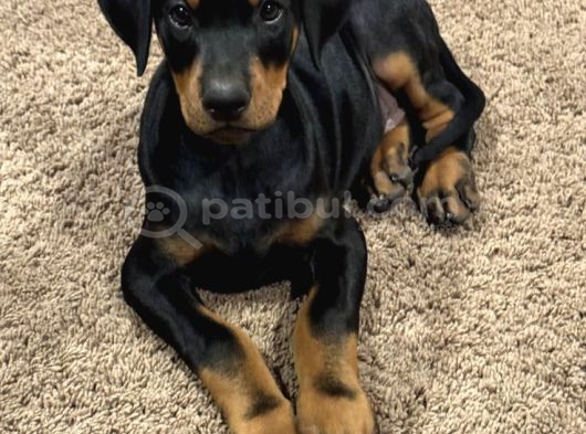 HERKESİN HAYALİ DOBERMAN HAYALLERİNİZİ ERTELEMEYİN
