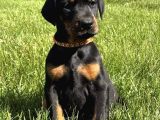 Herkesi̇n Hayali̇ Doberman Hayalleri̇ni̇zi̇ Ertelemeyi̇n