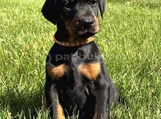 Herkesi̇n Hayali̇ Doberman Hayalleri̇ni̇zi̇ Ertelemeyi̇n görsel