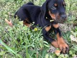 Herkesi̇n Hayali̇ Doberman Hayalleri̇ni̇zi̇ Ertelemeyi̇n
