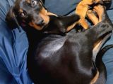 Herkesi̇n Hayali̇ Doberman Hayalleri̇ni̇zi̇ Ertelemeyi̇n