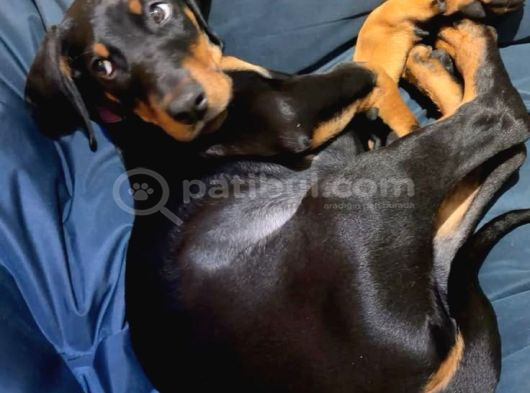 Herkesi̇n Hayali̇ Doberman Hayalleri̇ni̇zi̇ Ertelemeyi̇n görsel