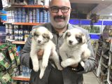 Red Merle Ve Red Border Collie Yavruları