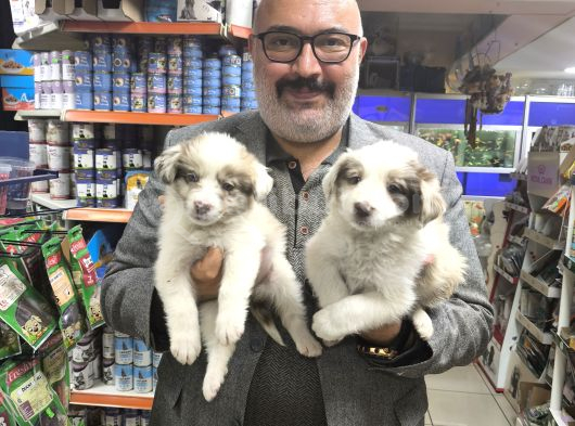 Red Merle Ve Red Border Collie Yavruları görsel