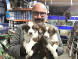 Red Merle Ve Red Border Collie Yavruları