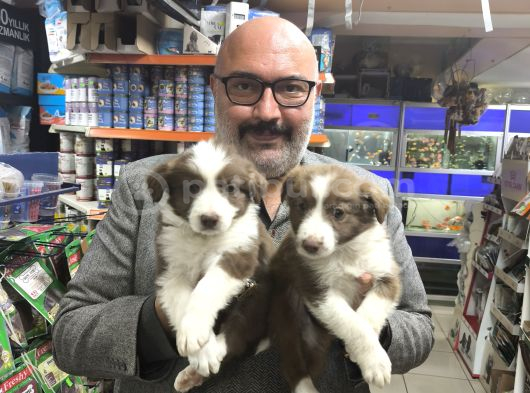 Red Merle Ve Red Border Collie Yavruları görsel