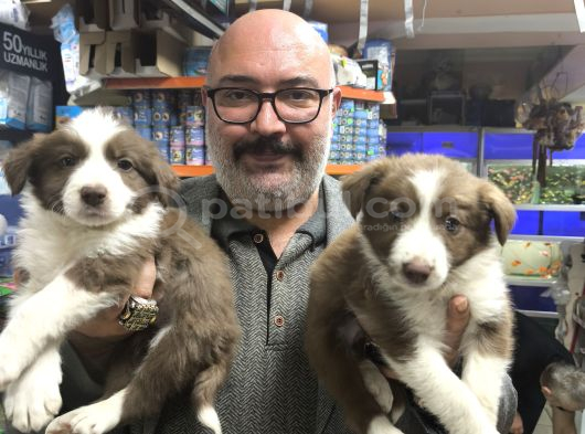 Red Merle Ve Red Border Collie Yavruları görsel