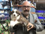 Red merle ve red border collie yavruları