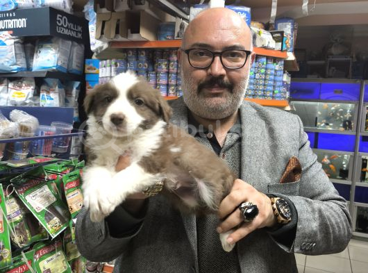 Red merle ve red border collie yavruları