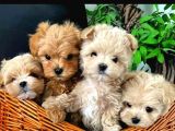 Malti̇poo Ci̇nsi̇ Yavrular Ev Üreti̇mi̇