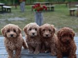 Kipkirmizi Red Toy Poodle Sevi̇mli̇ Yavrular