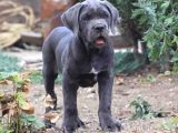 Cane Corso En Kalitelisi Dev Irkının En Iyisi