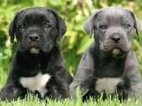 Cane corso en kalitelisi dev ırkının en iyisi